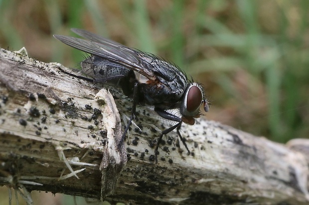 mucha domová ♀ Muscina stabulans  (Fallén, 1823)