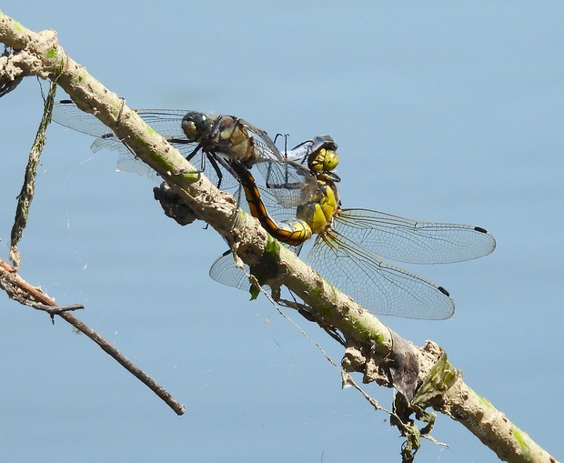 vážka rybničná Orthetrum cancellatum