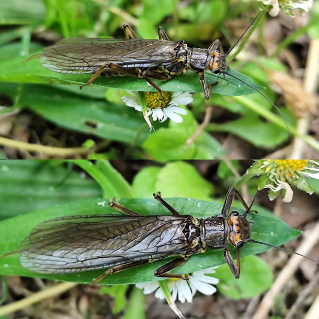 pošvatka  Perla sp.