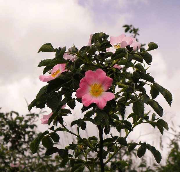 ruža šípová Rosa canina L.