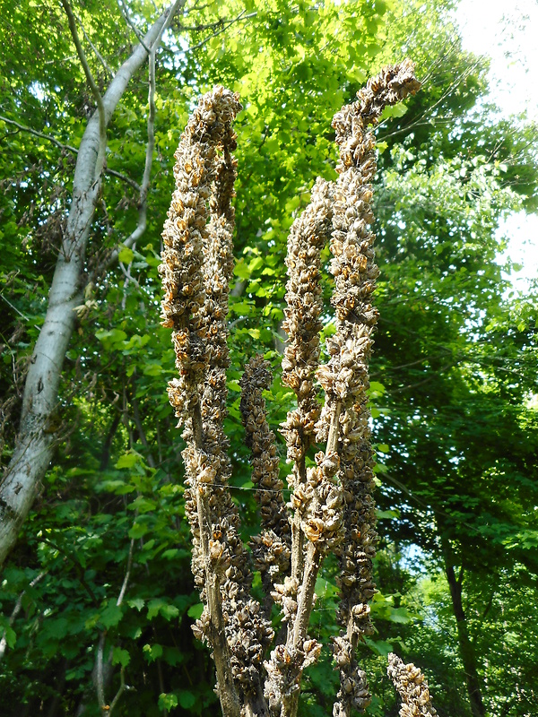 divozel veľkokvetý Verbascum densiflorum Bertol.