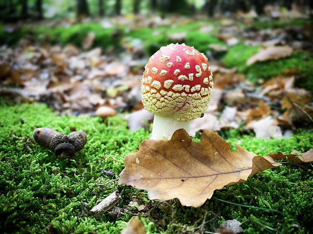 muchotrávka červená Amanita muscaria (L.) Lam.