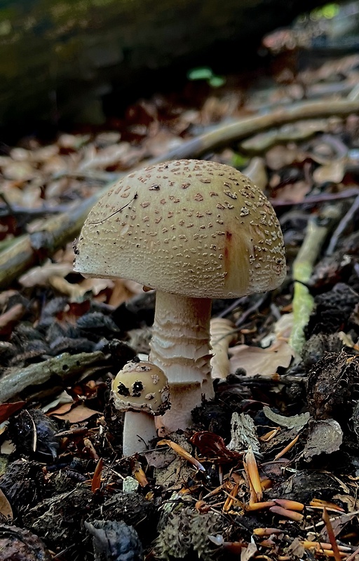 muchotrávka červenkastá Amanita rubescens Pers.