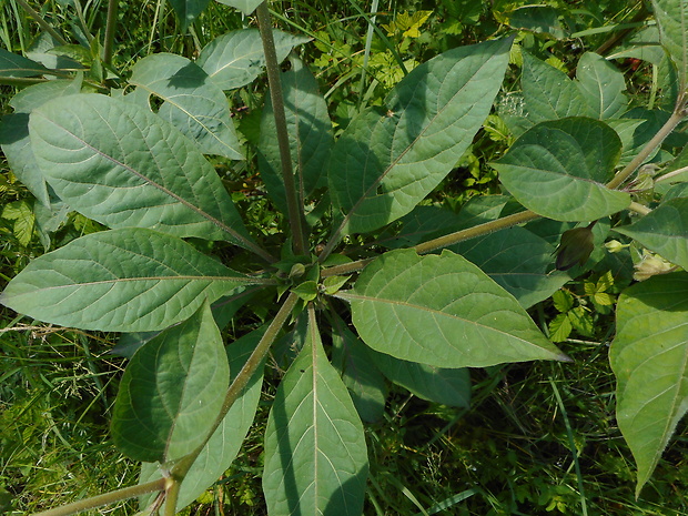 ľuľkovec zlomocný Atropa bella-donna L.