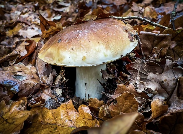 hríb smrekový Boletus edulis Bull.