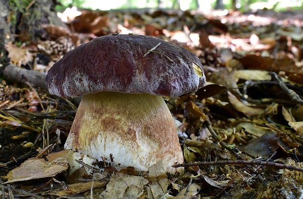 hríb sosnový Boletus pinophilus Pil. et Dermek in Pil.