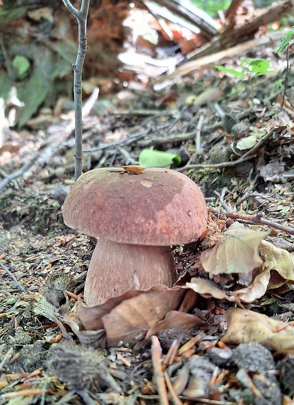 hríb dubový Boletus reticulatus Schaeff.