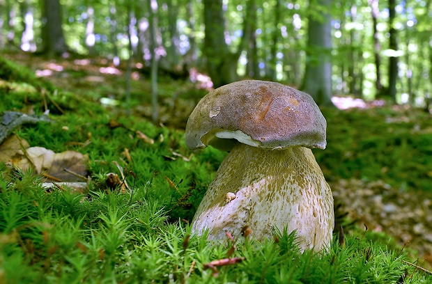 hríb dubový Boletus reticulatus Schaeff.