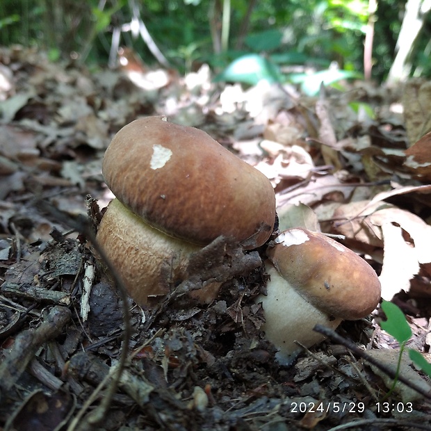 hríb dubový Boletus reticulatus Schaeff.