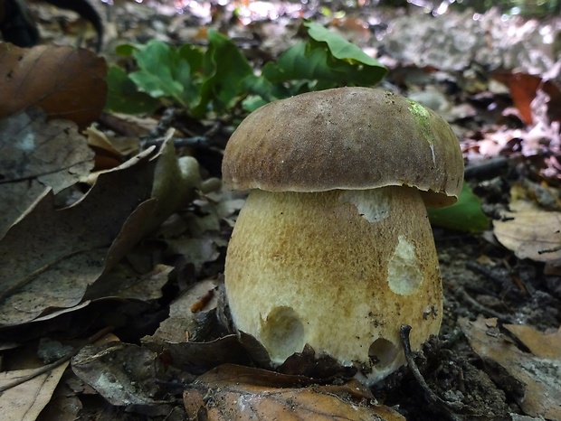 hríb dubový Boletus reticulatus Schaeff.