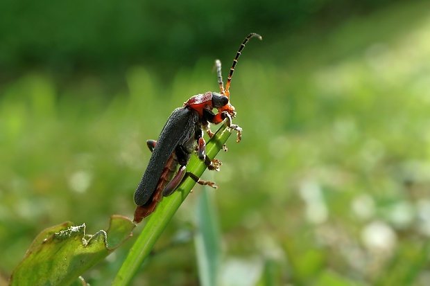 snehuľčík Cantharis