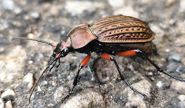 bystruška medená  Carabus cancellatus