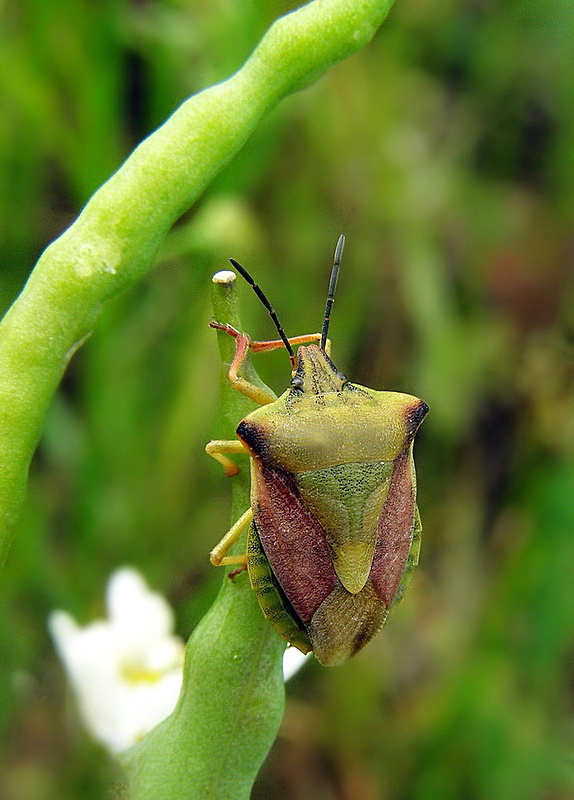 bzdocha rohatá Carpocoris fuscispinus  Boheman, 1850