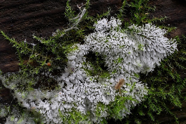 rohačka kríčkovitá Ceratiomyxa fruticulosa var. fruticulosa (O.F. Müll.) T. Macbr