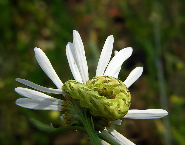 mora rumančeková Cucullia chamomillae