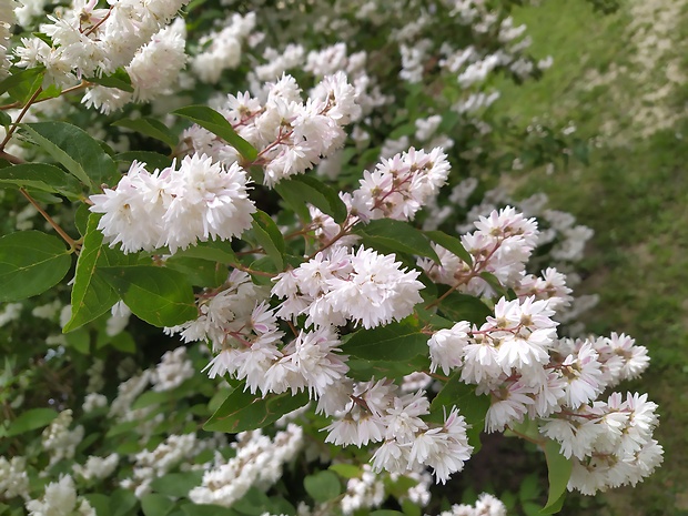 trojpuk drsný Deutzia scabra Thunb.