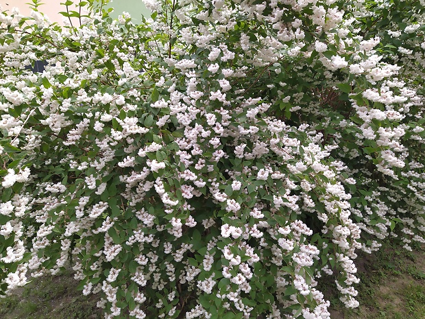 trojpuk drsný Deutzia scabra Thunb.