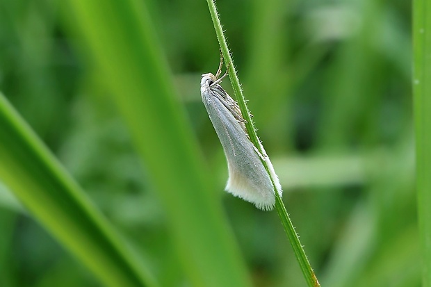 trávovček striebristý Elachista argentella