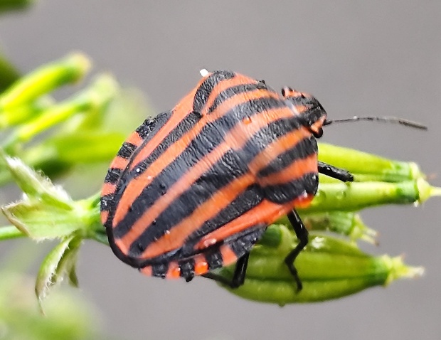 bzdocha pásavá  Graphosoma italicum