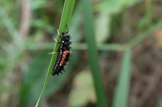 lienka - larva Harmonia axyridis