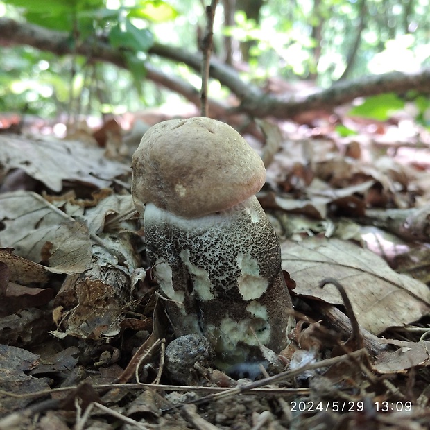 kozák topoľový Leccinum duriusculum (Schulzer ex Kalchbr.) Singer