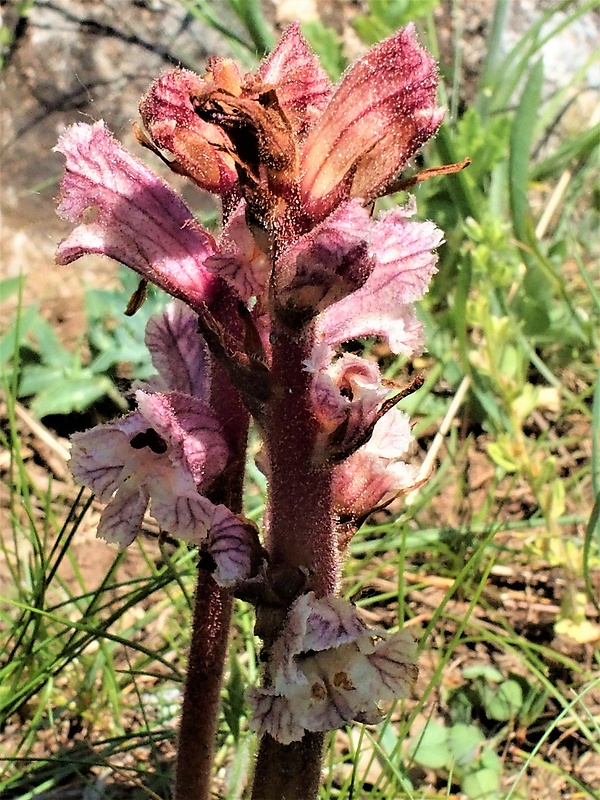 záraza biela väčšia Orobanche alba subsp. major (Čelak.) Zázvorka