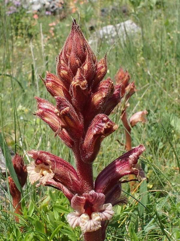 záraza biela väčšia Orobanche alba subsp. major (Čelak.) Zázvorka