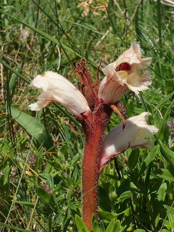 záraza biela Orobanche alba Willd.