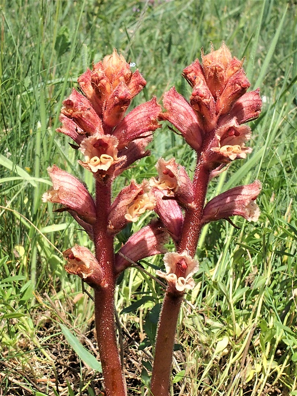 záraza biela Orobanche lutea Baumg.