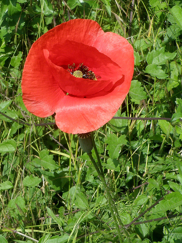 mak vlčí Papaver rhoeas L.