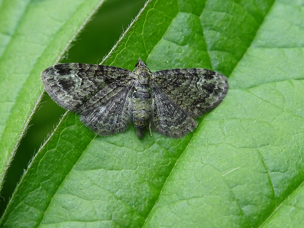 kvetnatka  sadová Pasiphila rectangulata