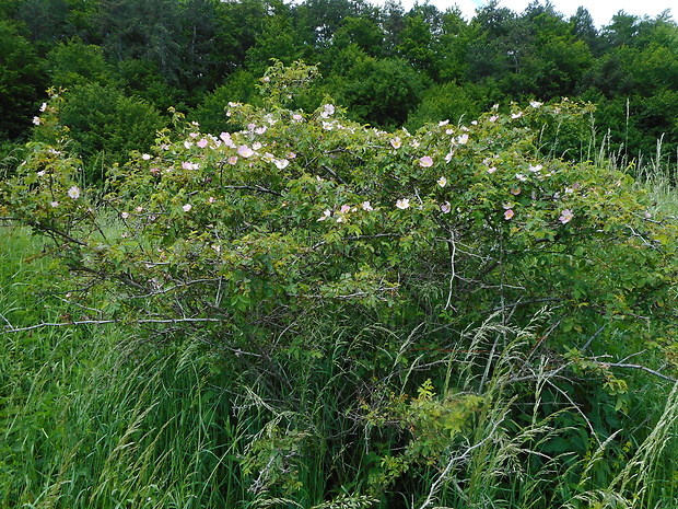 ruža šípová Rosa canina L.