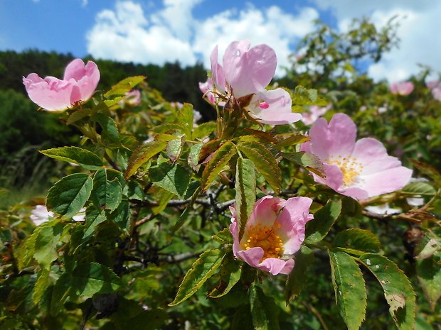 ruža šípová Rosa canina L.