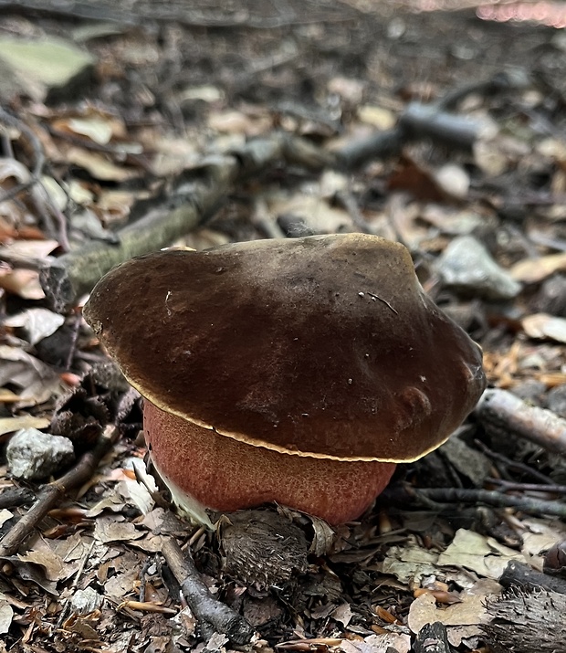 hríb zrnitohlúbikový Sutorius luridiformis (Rostk.) G. Wu & Zhu L. Yang