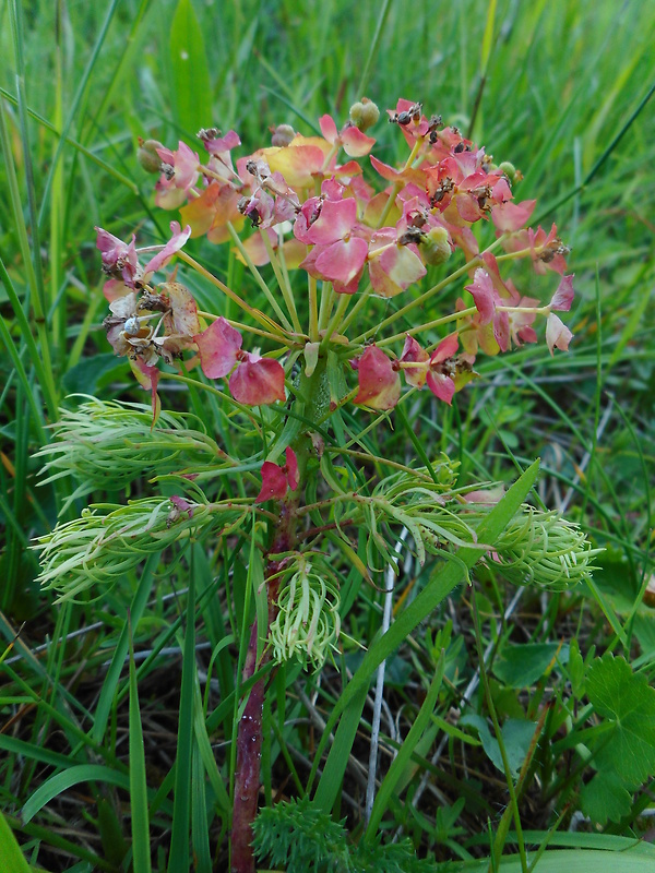 mliečnik chvojkový Tithymalus cyparissias (L.) Scop.