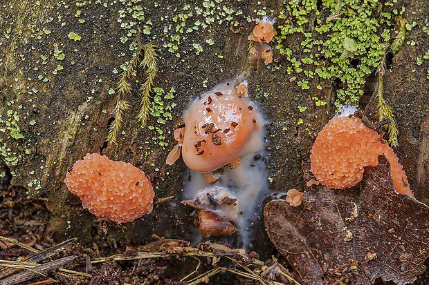 jahodník sasankovitý Tubifera ferruginosa (Batsch) J.F. Gmel.