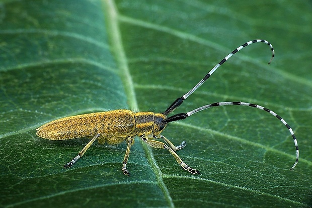 vrzúnik úzkoštíty (sk) / tesařík úzkoštítý (cz) Agapanthia villosoviridescens (DeGeer, 1775)