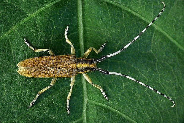 vrzúnik úzkoštíty (sk) / tesařík úzkoštítý (cz) Agapanthia villosoviridescens (DeGeer, 1775)