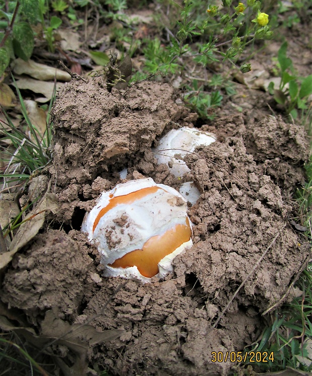 muchotrávka cisárska Amanita caesarea (Scop.) Pers.