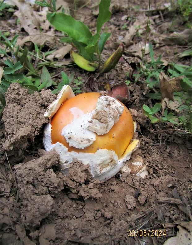 muchotrávka cisárska Amanita caesarea (Scop.) Pers.