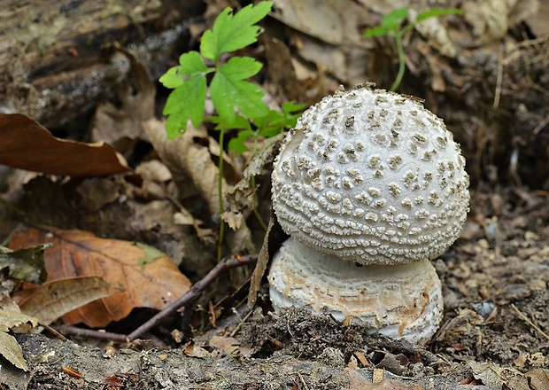 muchotrávka hrubá Amanita excelsa (Fr.) Bertill.