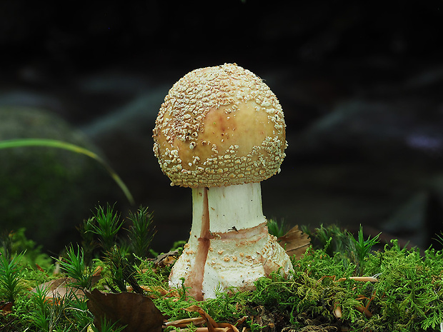 muchotrávka červenkastá Amanita rubescens Pers.