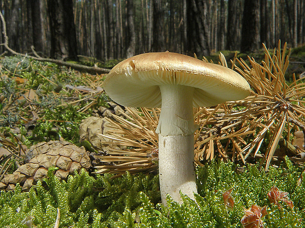 muchotrávka červenkastá Amanita rubescens Pers.