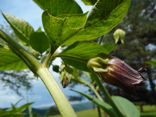 ľuľkovec zlomocný Atropa bella-donna L.