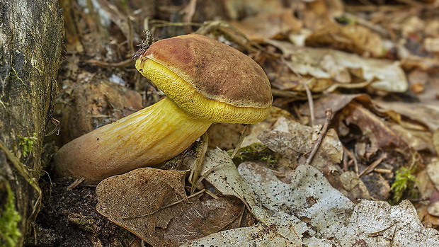 suchohríb červenohnedý Boletus ferrugineus Schaeff.