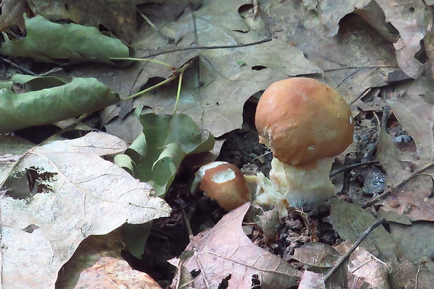 hríb dubový Boletus reticulatus Schaeff.