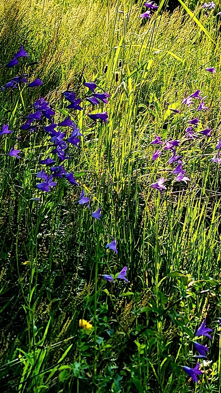 zvonček konáristý Campanula patula L.