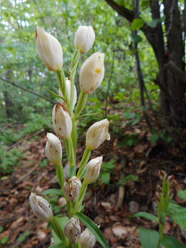 prilbovka dlholistá Cephalanthera longifolia (L.) Fritsch