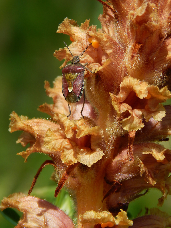 bzdocha obyčajná (sk) / kněžice chlupatá (cz) Dolycoris baccarum Linnaeus, 1758