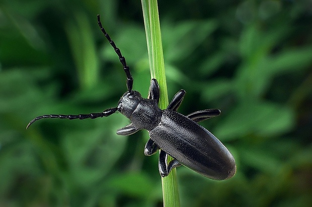 fuzáč čierny (sk) / kozlíček černý (cz) Dorcadion aethiops (Scopoli, 1763)